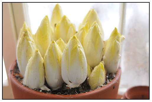 endive seeds