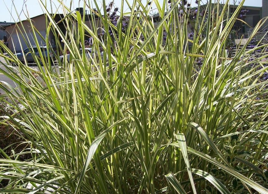 The 2 Minute Gardener Photo Variegated Maiden Grass (Miscanthus