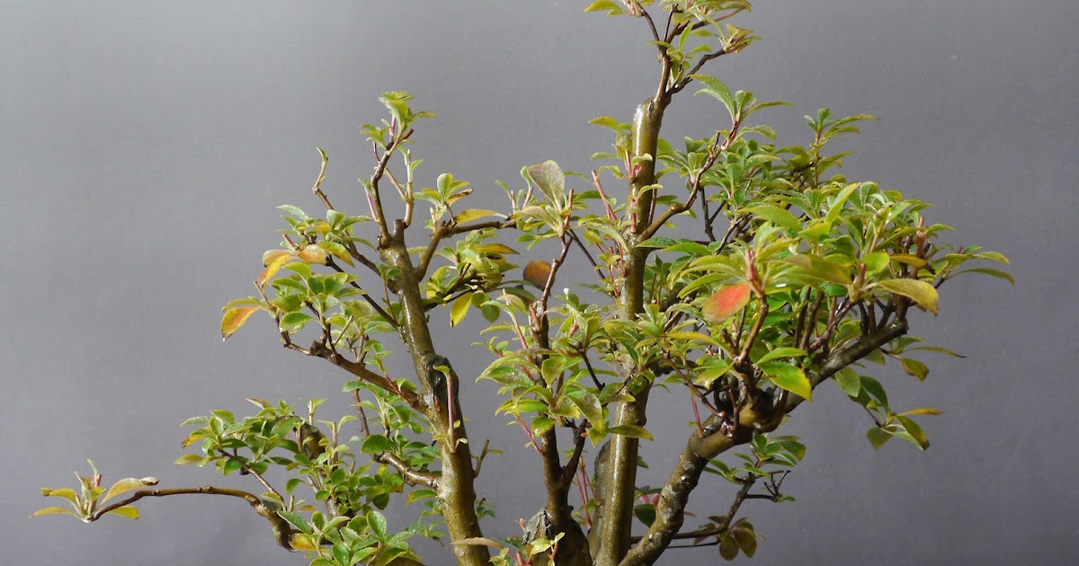 Bonsai Das Schonste Hobby Der Welt Prachtglocke Enkianthus