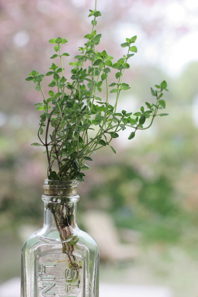 twentytwo pleasant thyme in a bottle