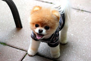 cute dog pictures (cute dog pictures)