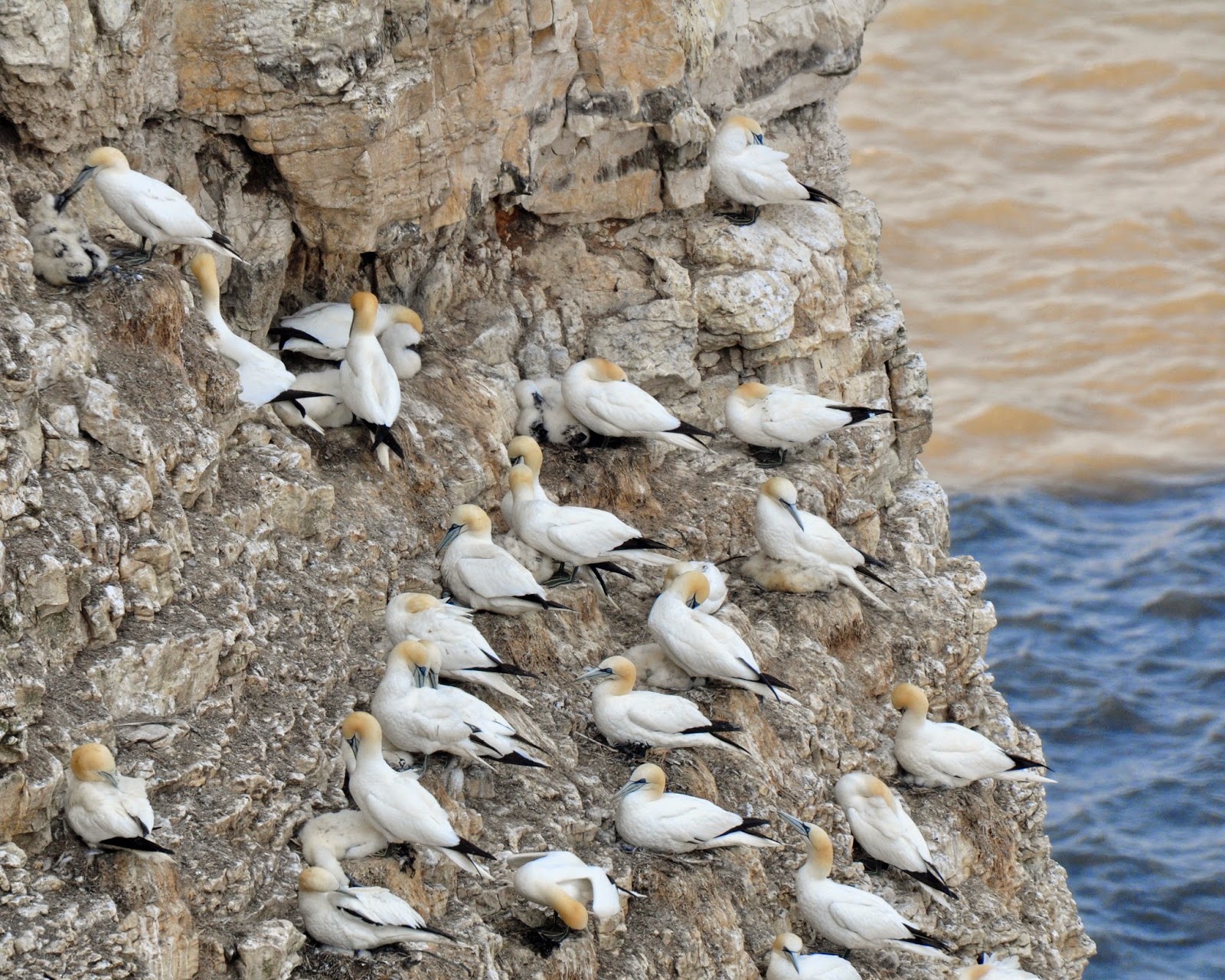 gannet colony at RSPB Bempton Cliffs gannet colony at RSPB Bempton Cliffs