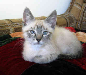 What Is A Balinese Cat Like What Is A Balinese Cat Like