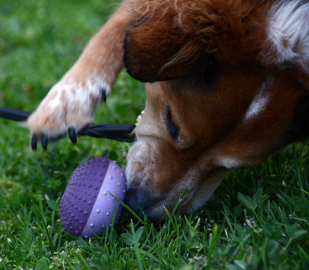 The Dog Geek Puzzle Toy Review Boots and Barkley Treat Urchin