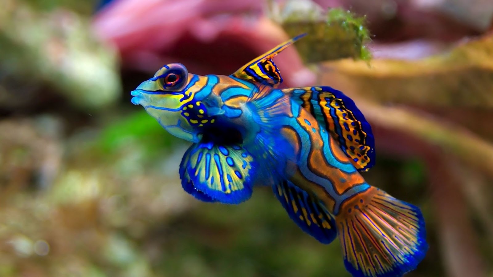 http://4.bp.blogspot.com/-jMXPsDq2RHg/UHLdHK-Jb8I/AAAAAAAAFQ4/76NY9WFJ0AU/s1600/exotic-fish-1080.jpg