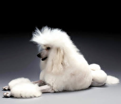 Toby Rimes Toby Rimes