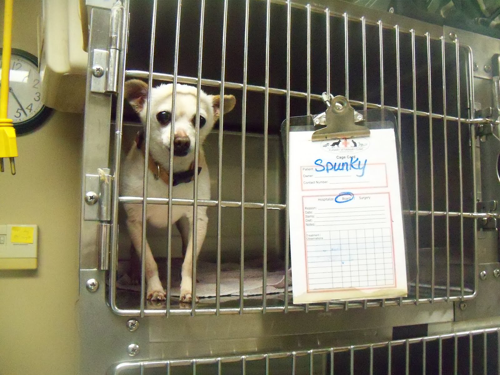 Dog Eared Tuesday Telling Tales from the Kennel