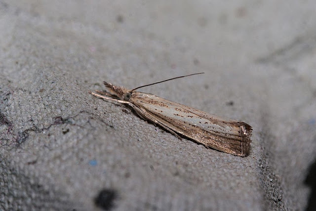 Agriphila Straminella Agriphila Straminella