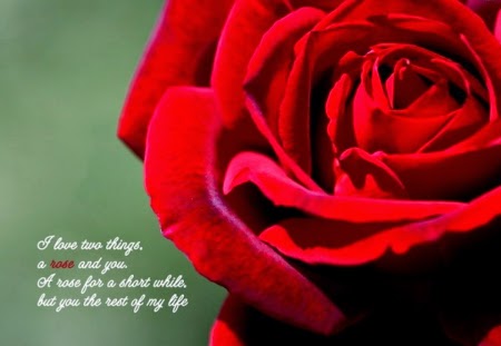 Flower quotes Flower Quotes image