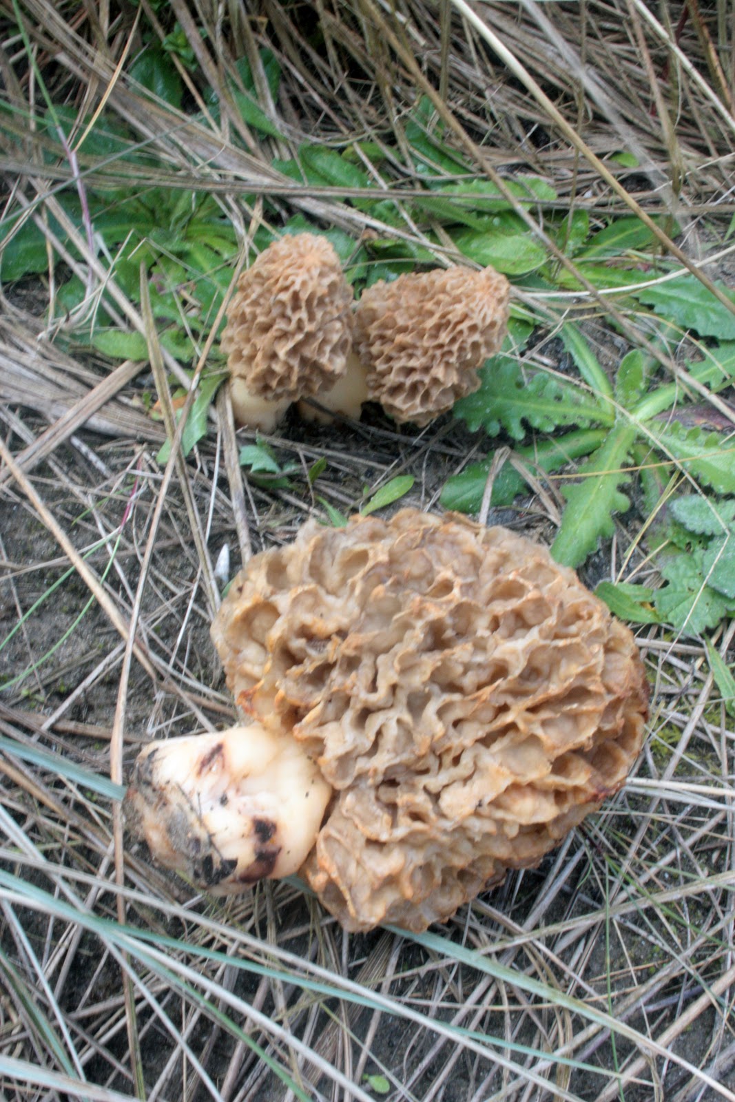 Be Mindful of Morels Fergus The Forager