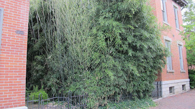 urban bamboo patch