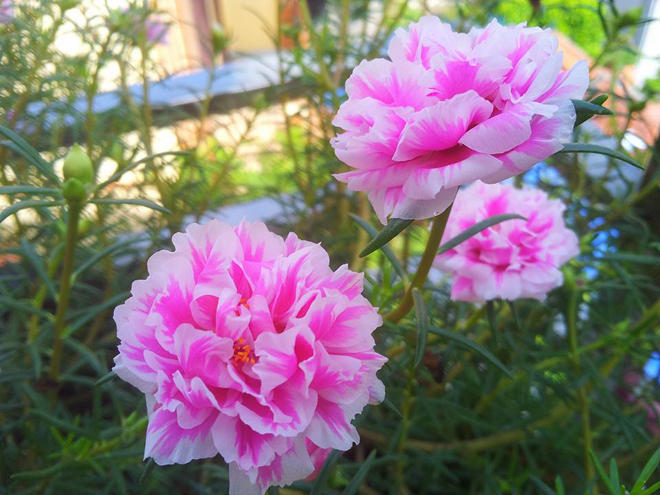 [Image: ngoi-nha-no-hoa-muoi-gio-dep-11.jpg]