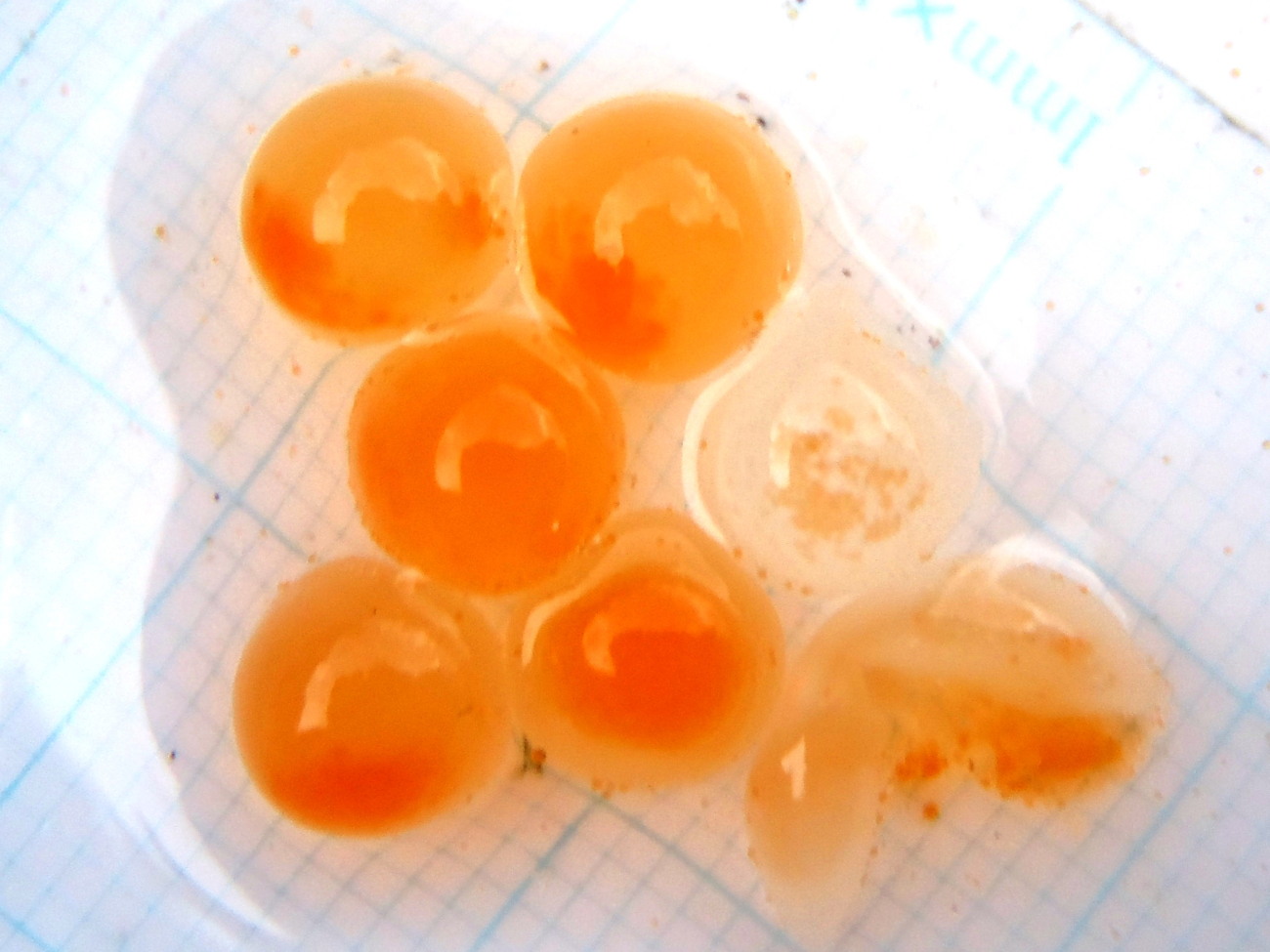 Mountains, Rivers, & Trout Trout Food Sources Livingston's Spring Creeks