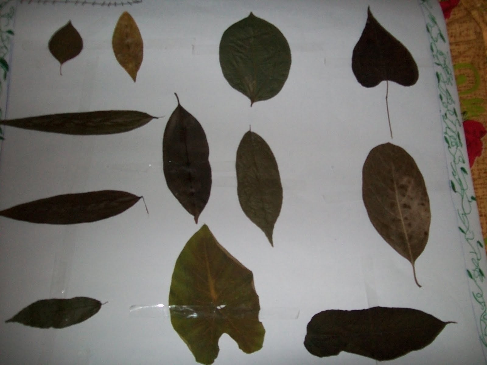 Leaf Chart With Names