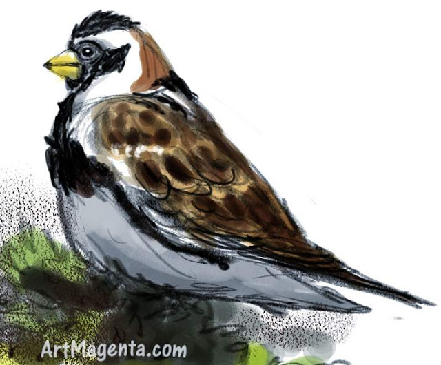 Lapland Bunting Lapland longspur sketch painting. Bird art drawing by illustrator Artmagenta.