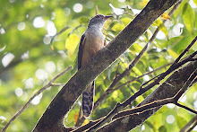 Plaintive Cuckoo_2011