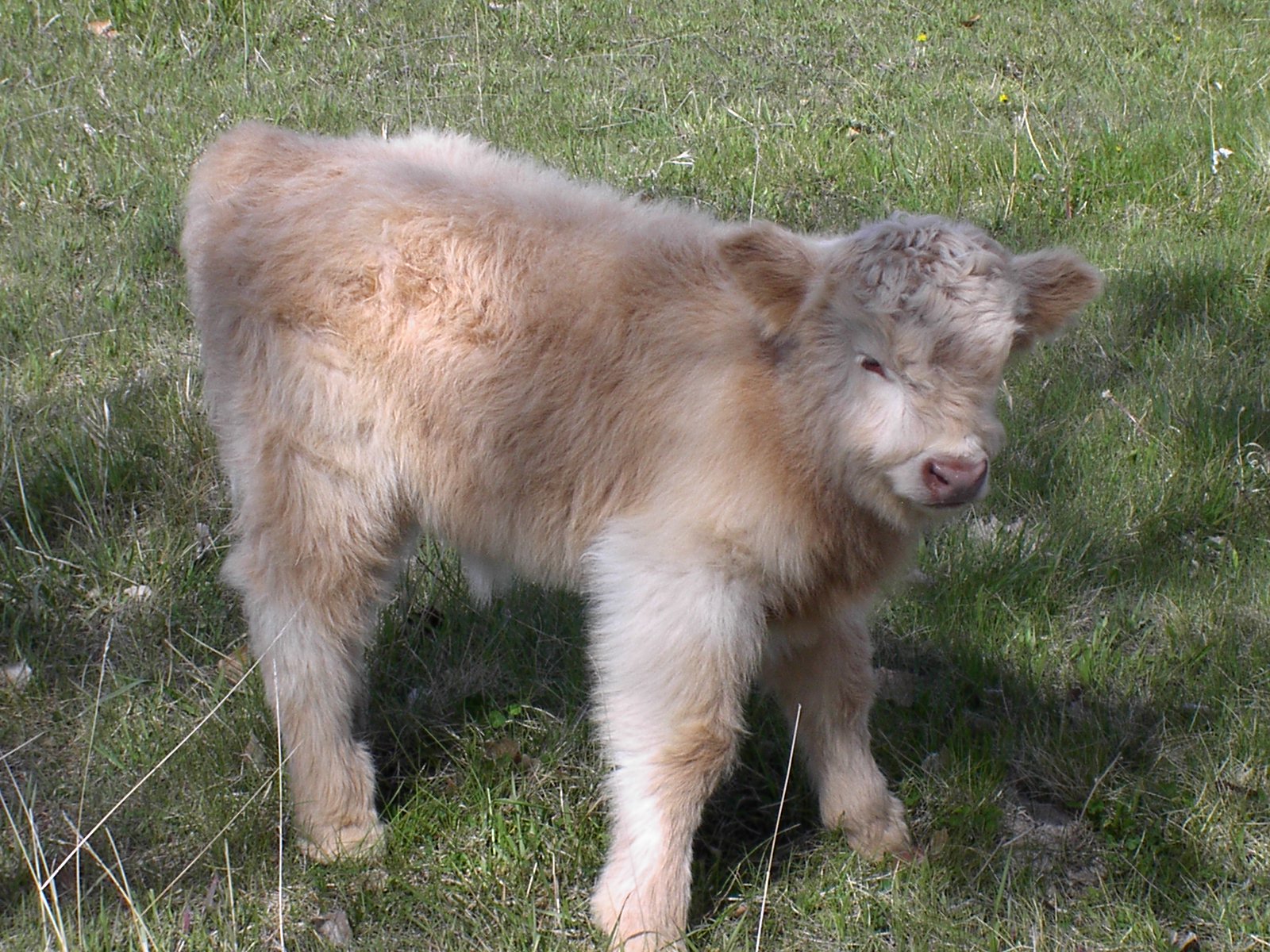 2 Pinons Ranch 2013 Calves for sale