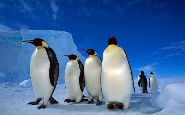 Penguin | THE NATURE OF THE WORLD