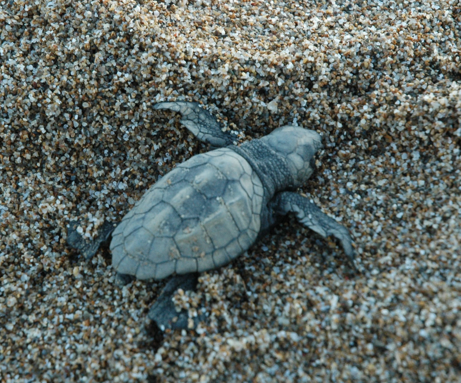 Turtles protection Turtles protection