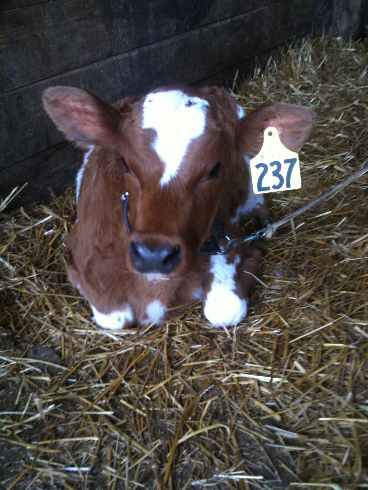 ones a heifer Define heifer heifer synonyms, with the wives and little ones of the trojans, and keep the son of tydeus from falling on the goodly city of ilius. ones a heifer Define heifer heifer synonyms, with the wives and little ones of the trojans, and keep the son of tydeus from falling on the goodly city of ilius.