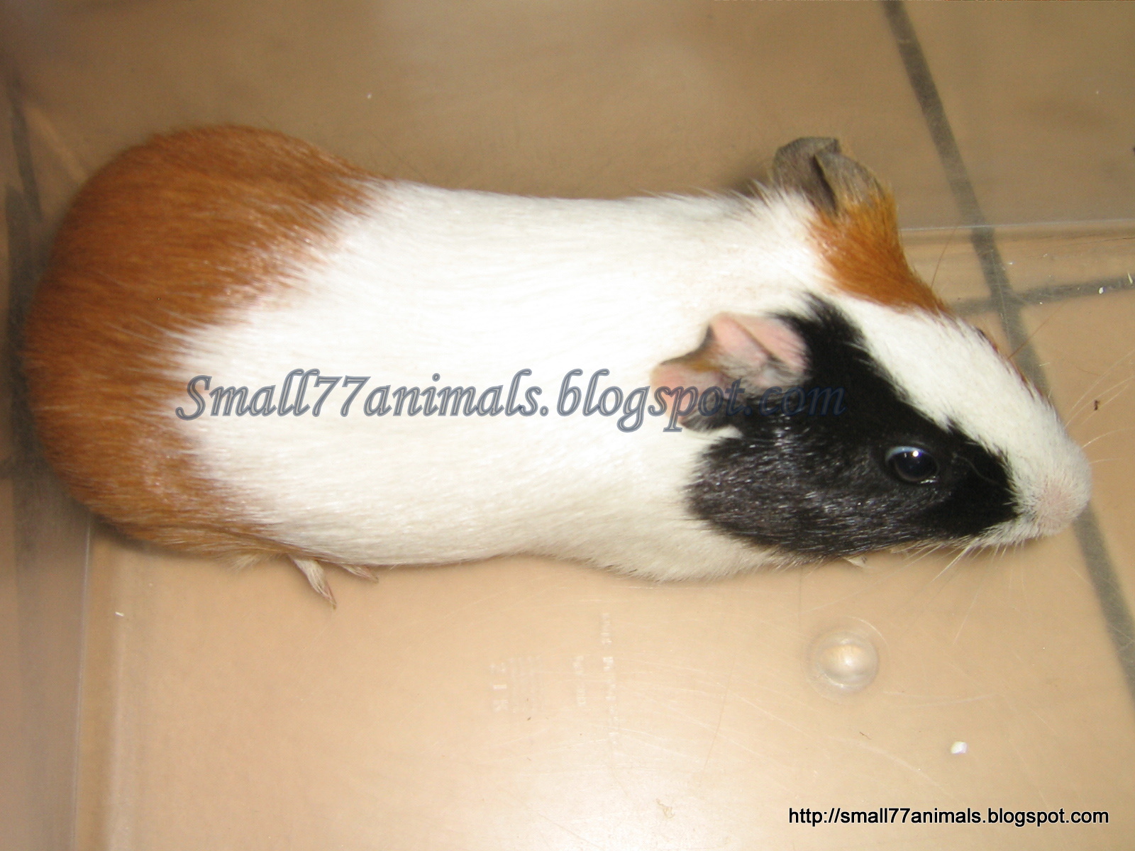 Small Animals77 Guinea Pigs For sale