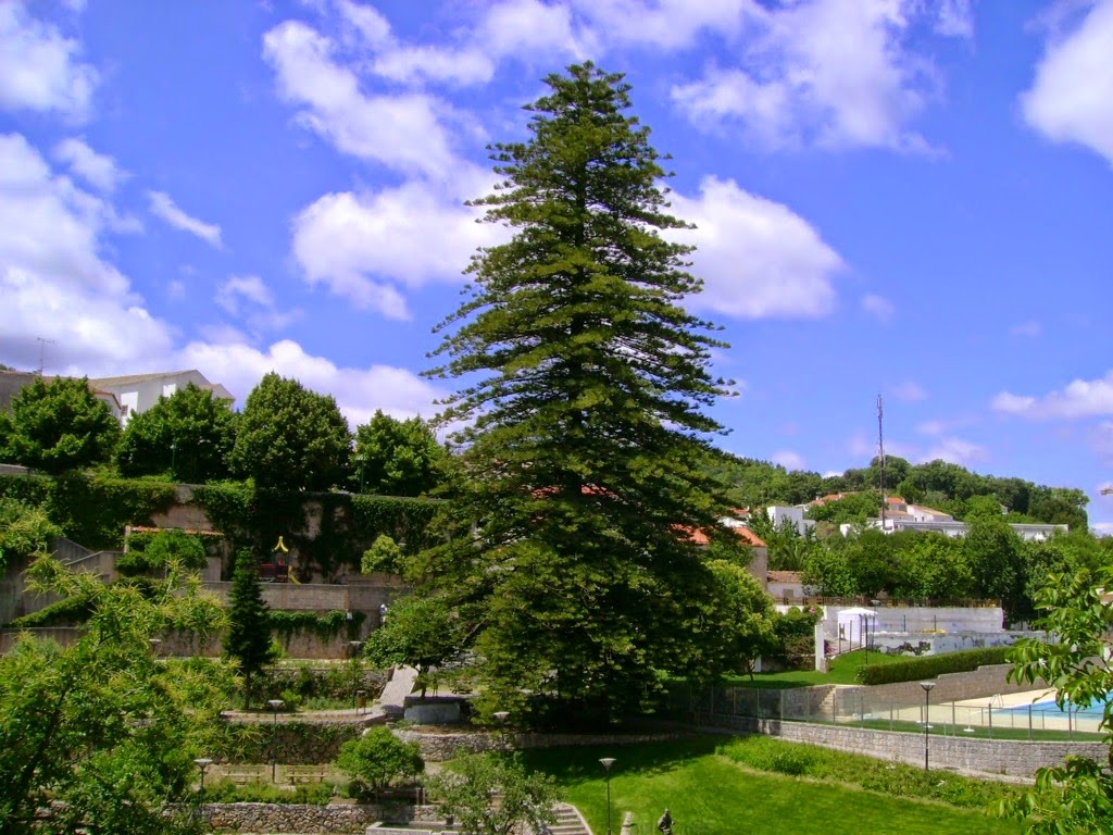 ARAUCÁRIA DA QUINTA DA VILA