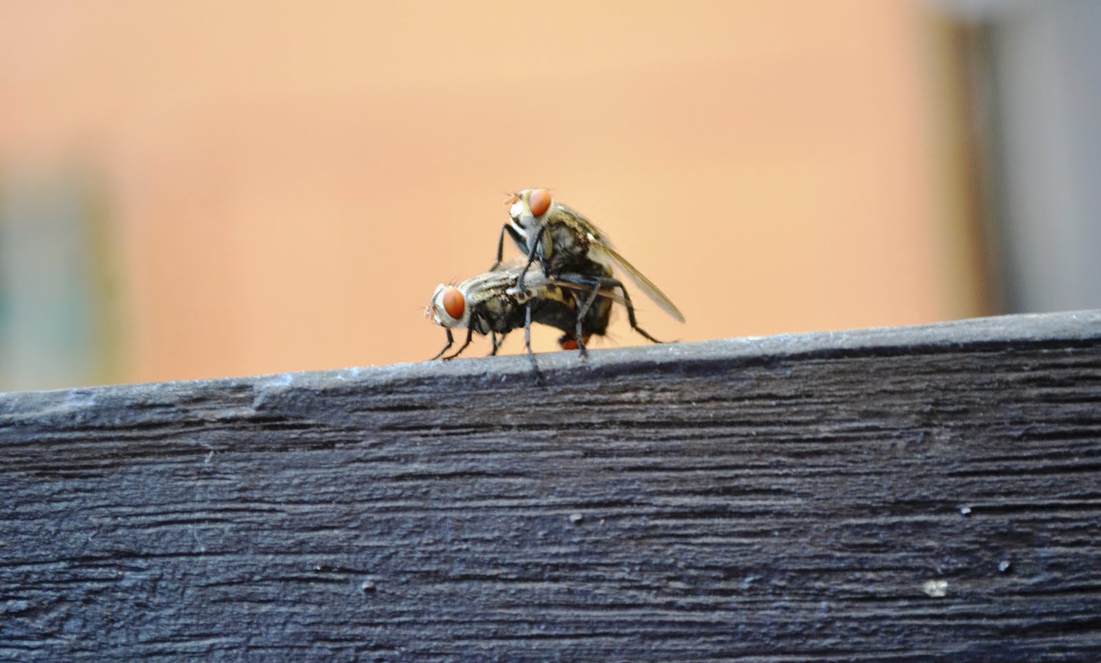 Foto Lalat Kawin Foto Lalat Kawin