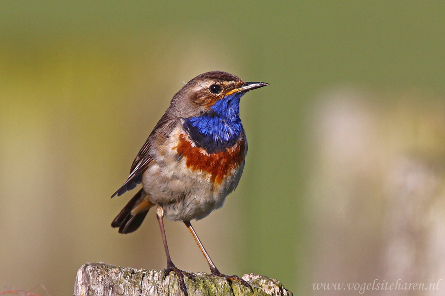 blauwe plek op wang