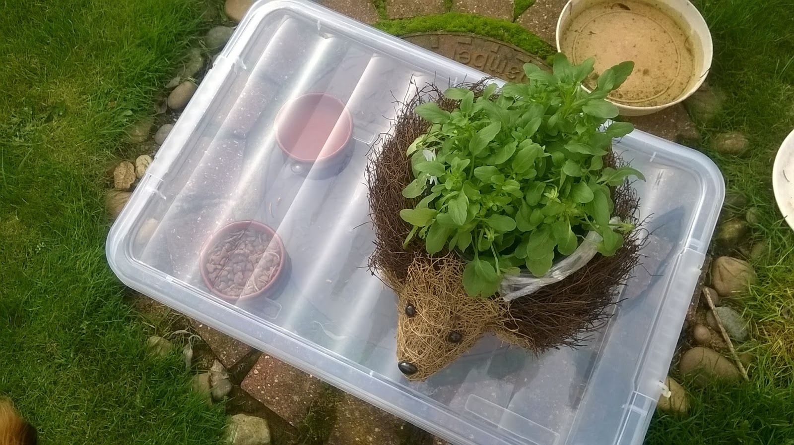 Yellow's Best Hedgehog Feeding Station