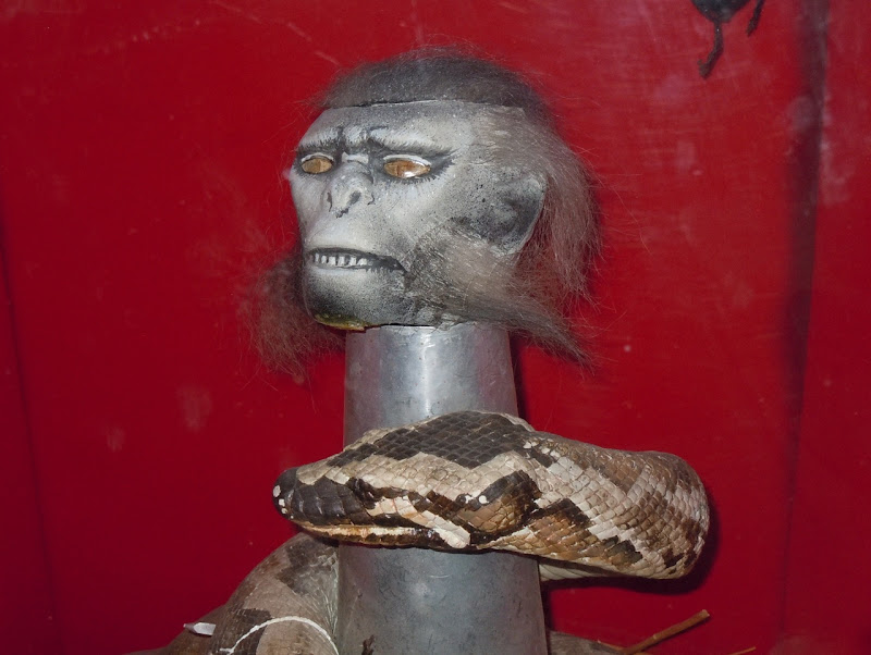 Indiana Jones 2 Monkey brains prop