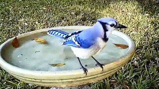 Blue Jay in Birdbath