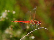 Insects. RedVeined Darter, Speckled Wood (Pararge aegeria aegeria), . (red veined darter sympetrum fonscolombii male)