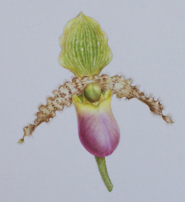 paphio orchid paphio flower