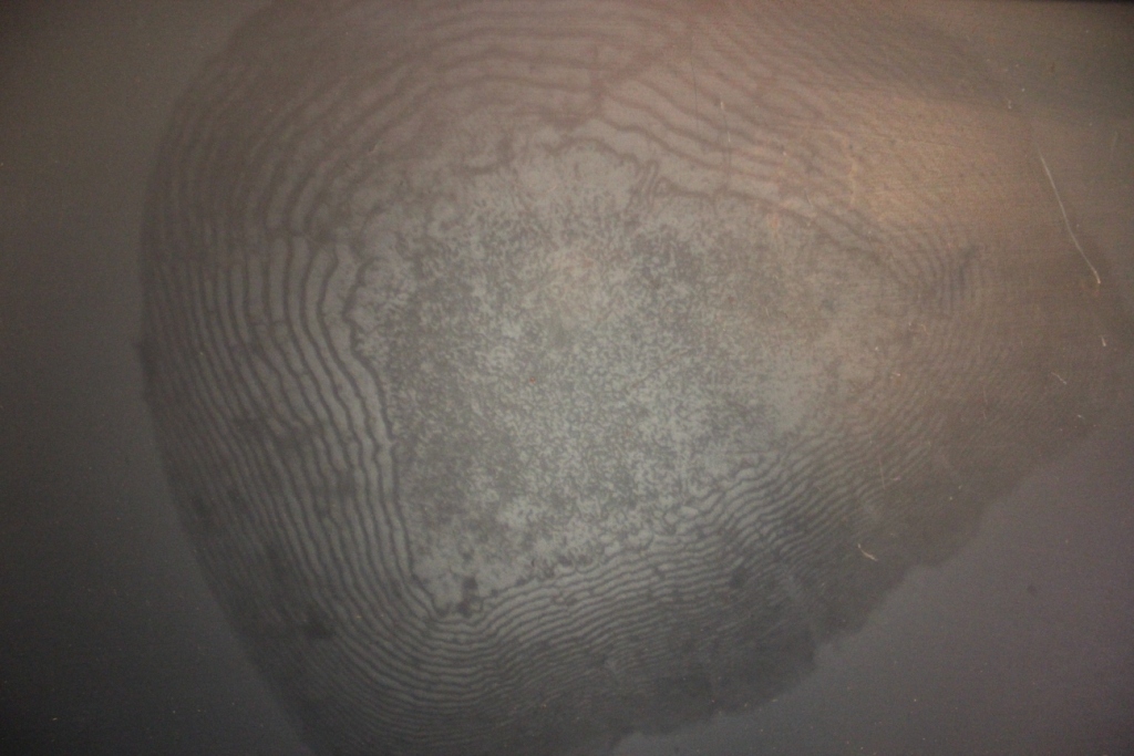 The happy anachronism a fishing blog On the (fish) scales individual