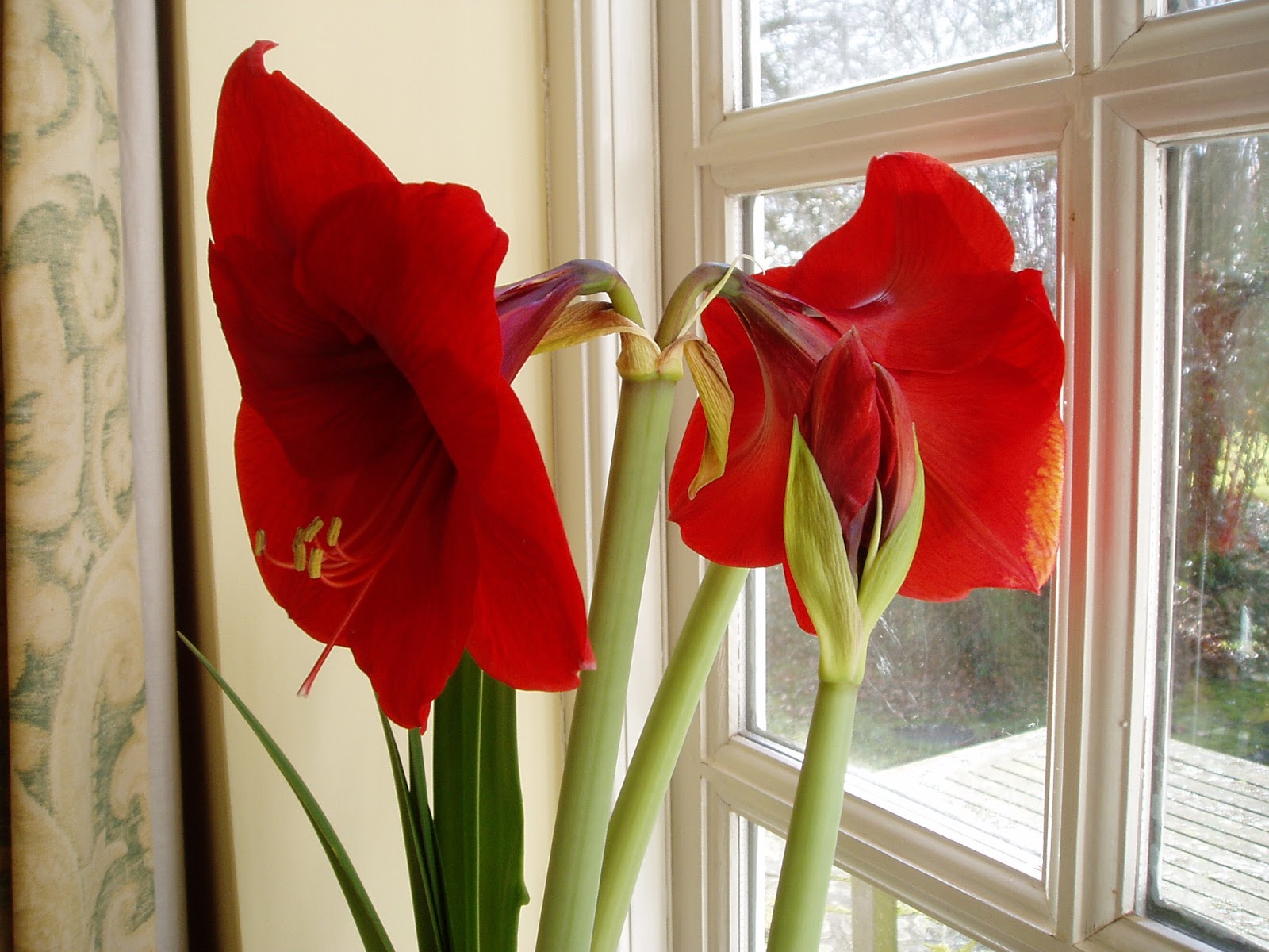 http://4.bp.blogspot.com/-jQ7nYquFBg0/UUDmfBw1xDI/AAAAAAAABks/us6wiL_uvg0/s1600/red+amarllis+007.jpg