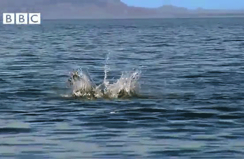 Funny animal gifs - part 97 (10 gifs), funny gifs, stingrays jump out of sea