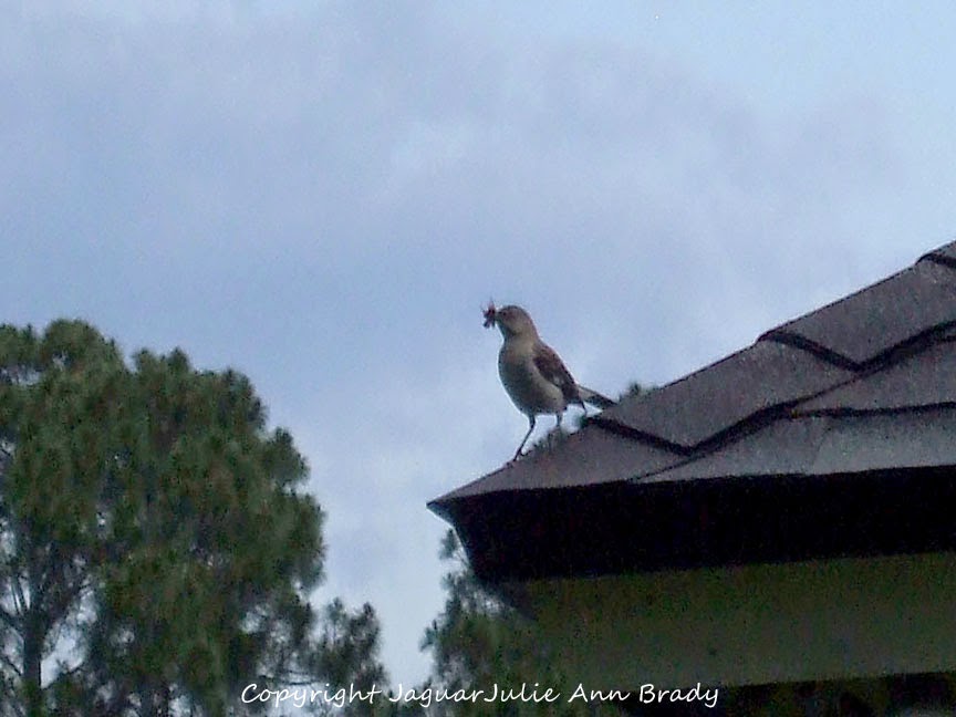 Mockingbird on the Roof with Food Mockingbird on the Roof with Food