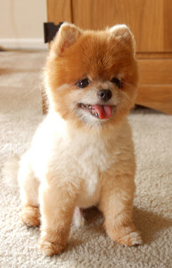 Pomeranian Dog Short Hair Pomeranian hairstyle 1 Pomeranian Dog Short Hair Pomeranian hairstyle 1