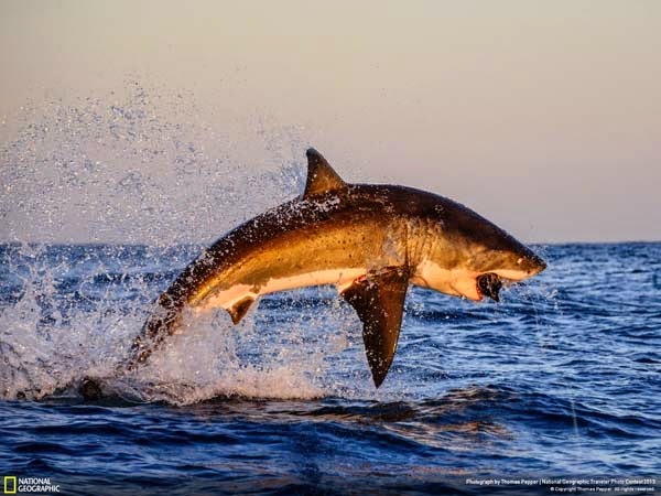 11.) A shark that brings fear to you - 12 Photos That Prove Nature is Awesome 11.) A shark that brings fear to you - 12 Photos That Prove Nature is Awesome