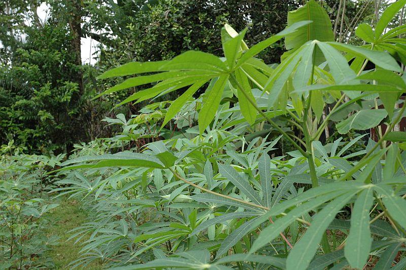 1000 Manfaat Daun Singkong Bagi Kesehatan800 1000 Manfaat Daun Singkong Bagi Kesehatan800