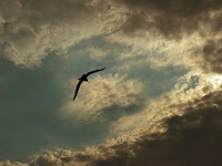 uccello nel cielo