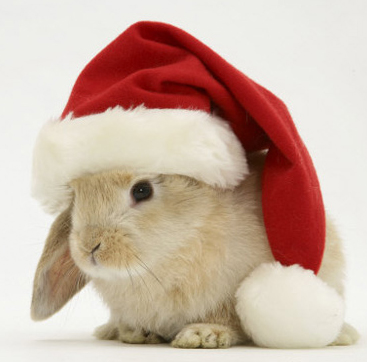 lapin-noel.jpg