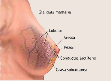 Si sueña el pecho de silicio