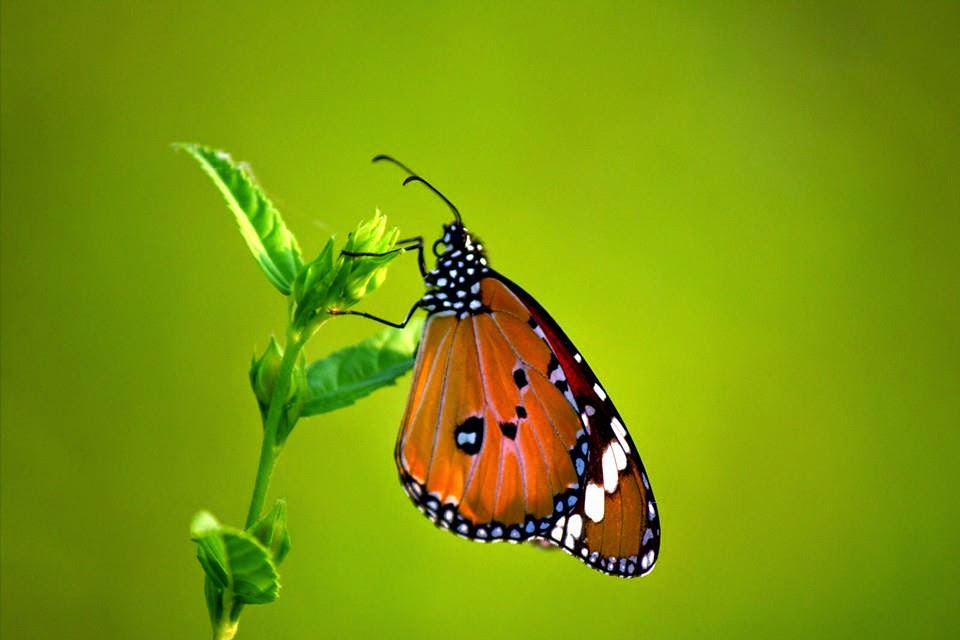 Image Zoom Effect Using CSS3