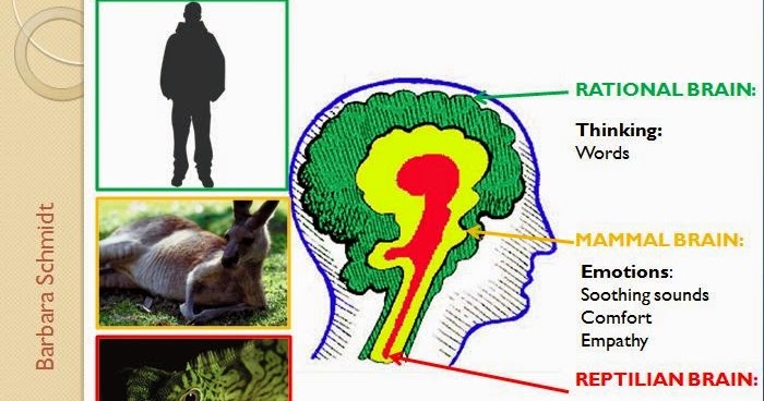 Counselling Somatic with Barbara Schmidt: Reptilian, mammal and