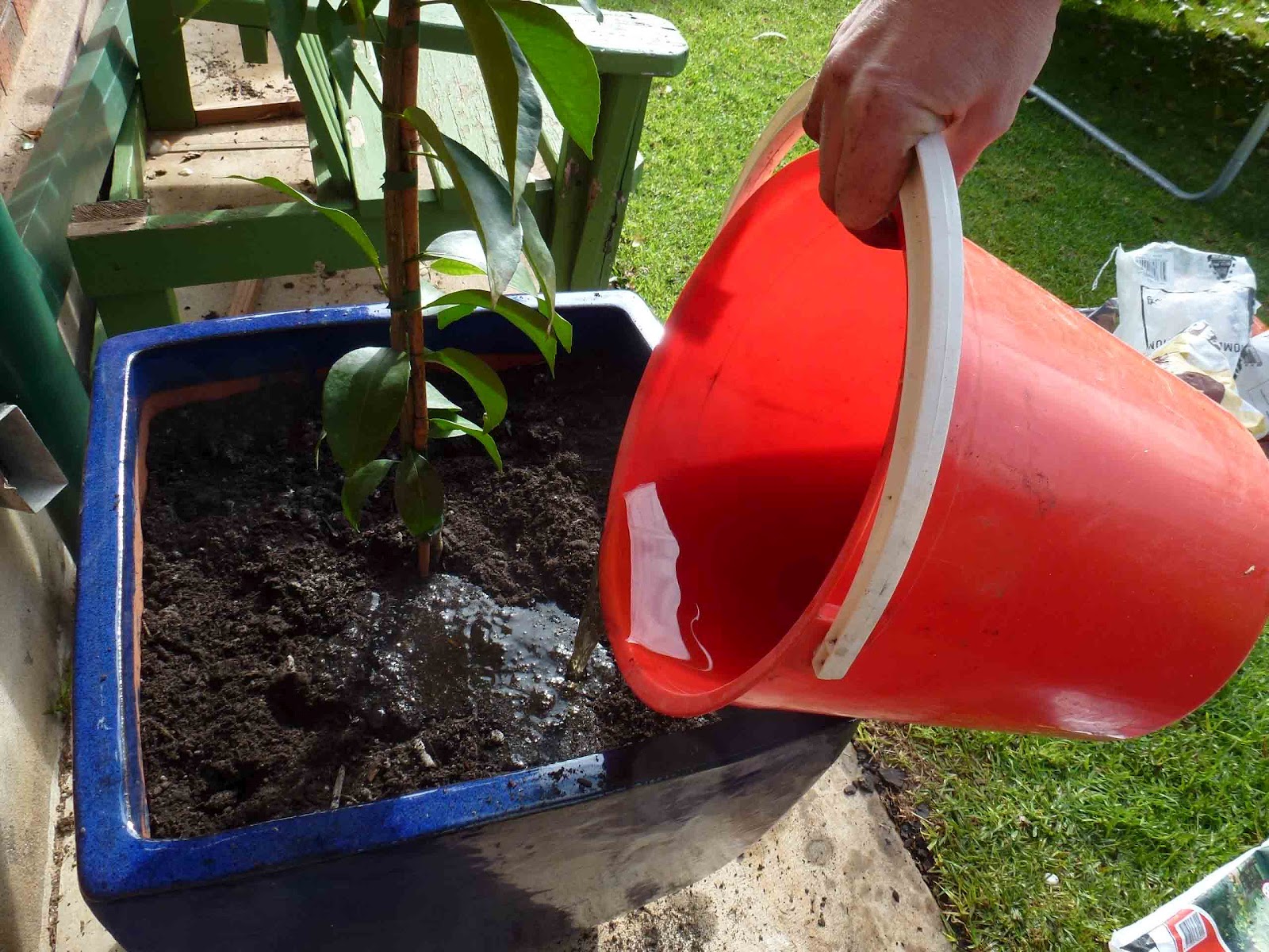 Start To Grow Growing Citrus in a Pot
