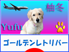 にほんブログ村 犬ブログ ゴールデンレトリバーへ
