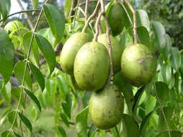 Amra Fruit