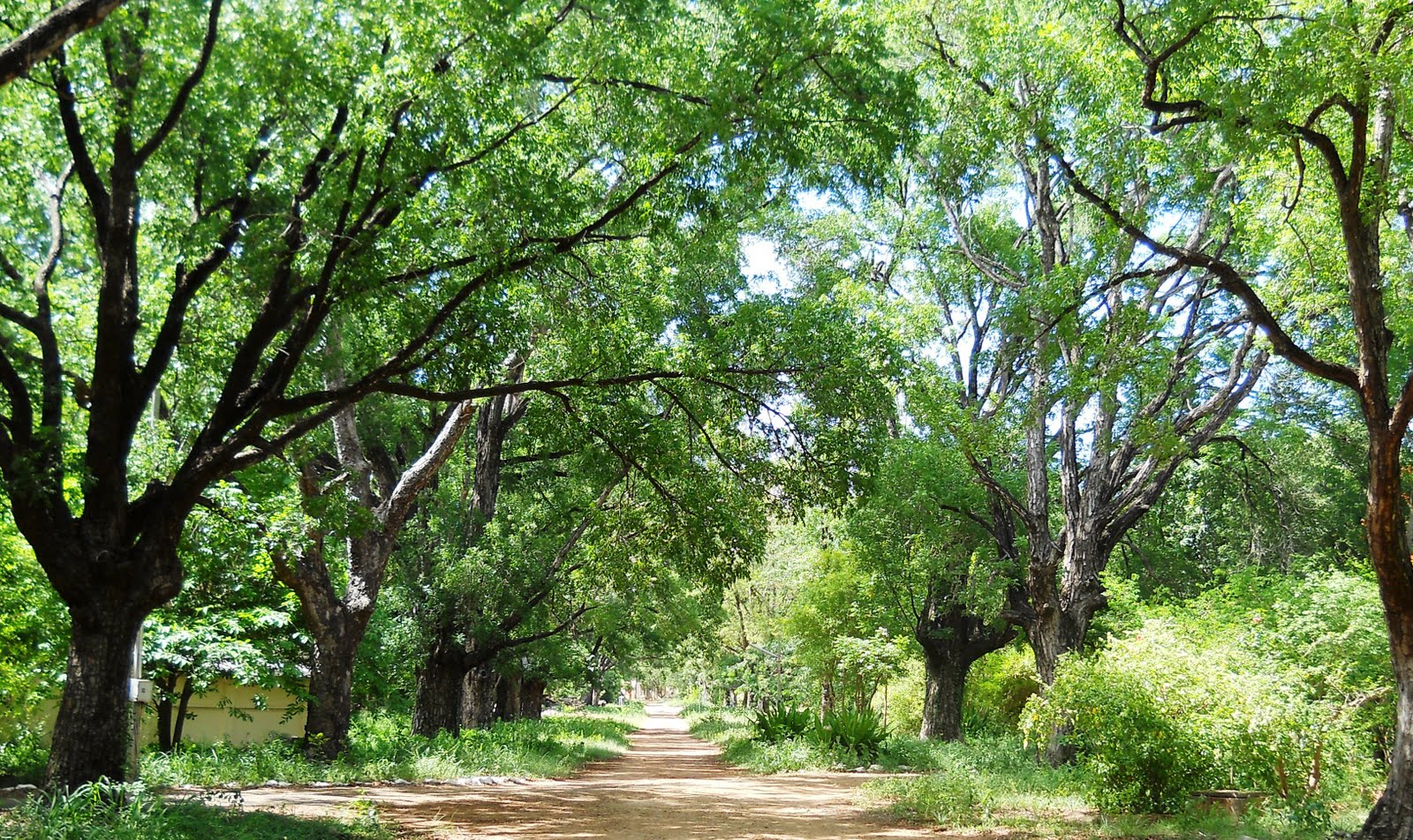 Red Ripe Tomatoes: Meet the Oldest Tree in Chennai