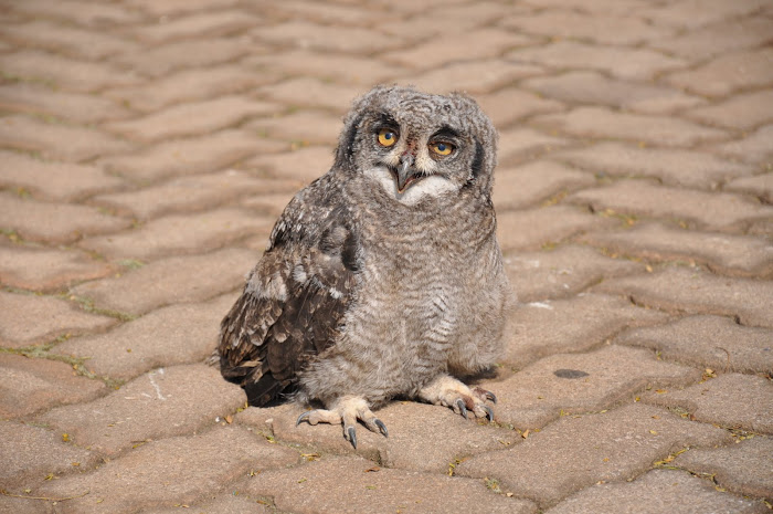 Stunned Owl